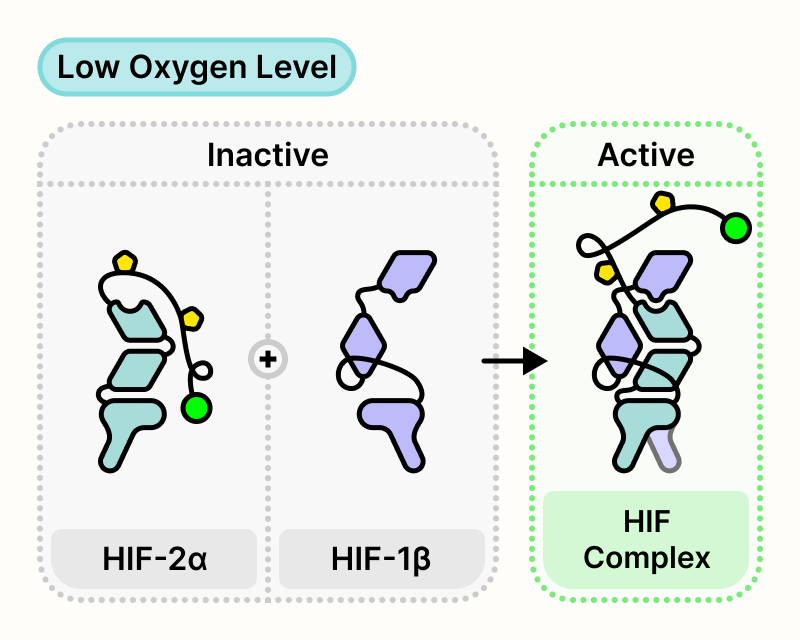 HIF-2α binds to HIF-1β, resulting in active HIF complex