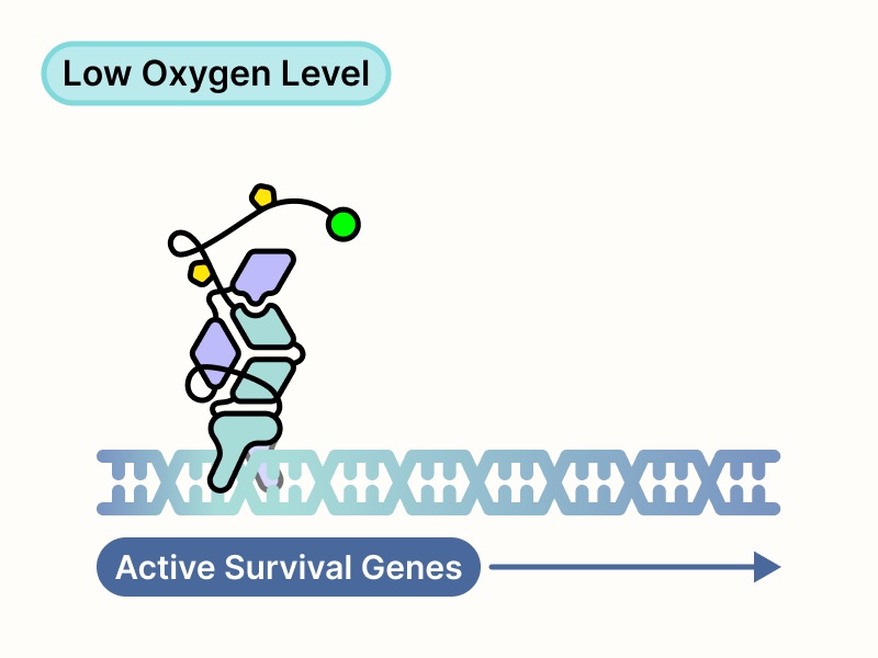 HIF complex binds to DNA and activates survival genes