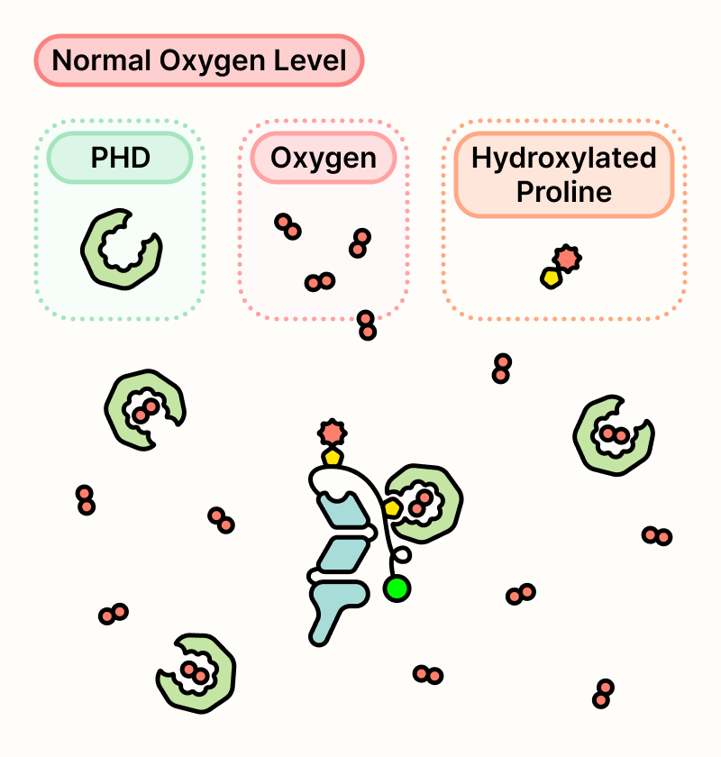 PHD proteins use oxygen to hydroxylate proline motifs on HIF-2α