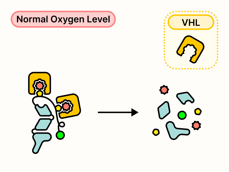 VHL proteins bind to hydroxylated proline motifs and induce HIF-2α degradation