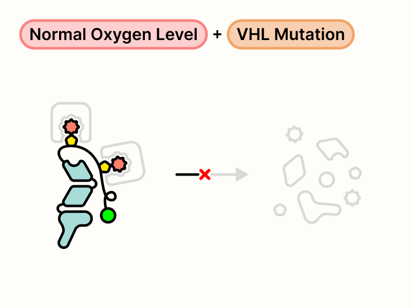 Mutated VHL proteins are unable to induce HIF-2α degradation