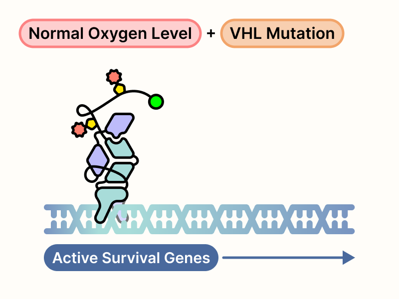 HIF complex, comprised of HIF-2α with hydroxylated proline motifs, activates survival genes