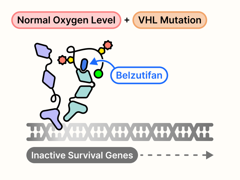 Belzutifan splits up HIF-2α and HIF-1β, resulting in inactive survival genes