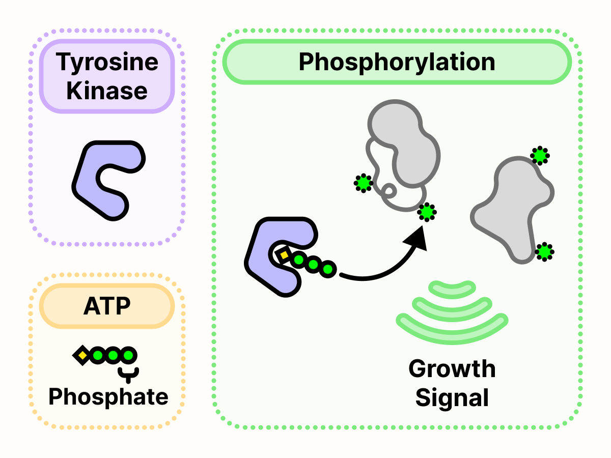 Tyrosine kinase uses ATP to attach a phosphate tag on other proteins in a process called phosphorylation. This results in the transmission of growth signals.