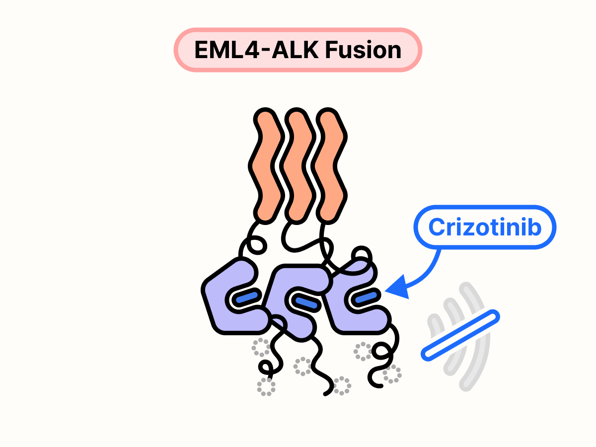 Crizotinib blocks the ATP-binding site of EML4-ALK and stops growth signal transmission.