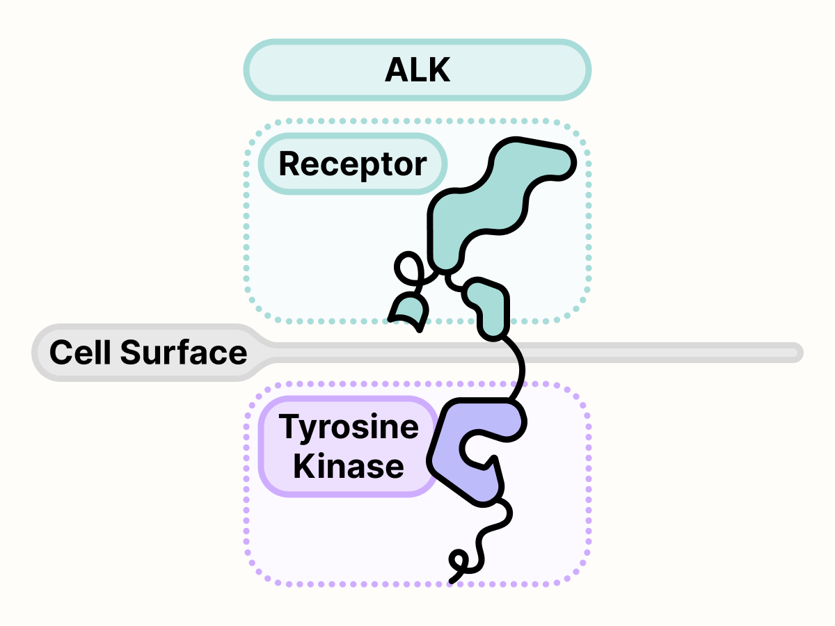 ALK protein on the surface of the cell.
