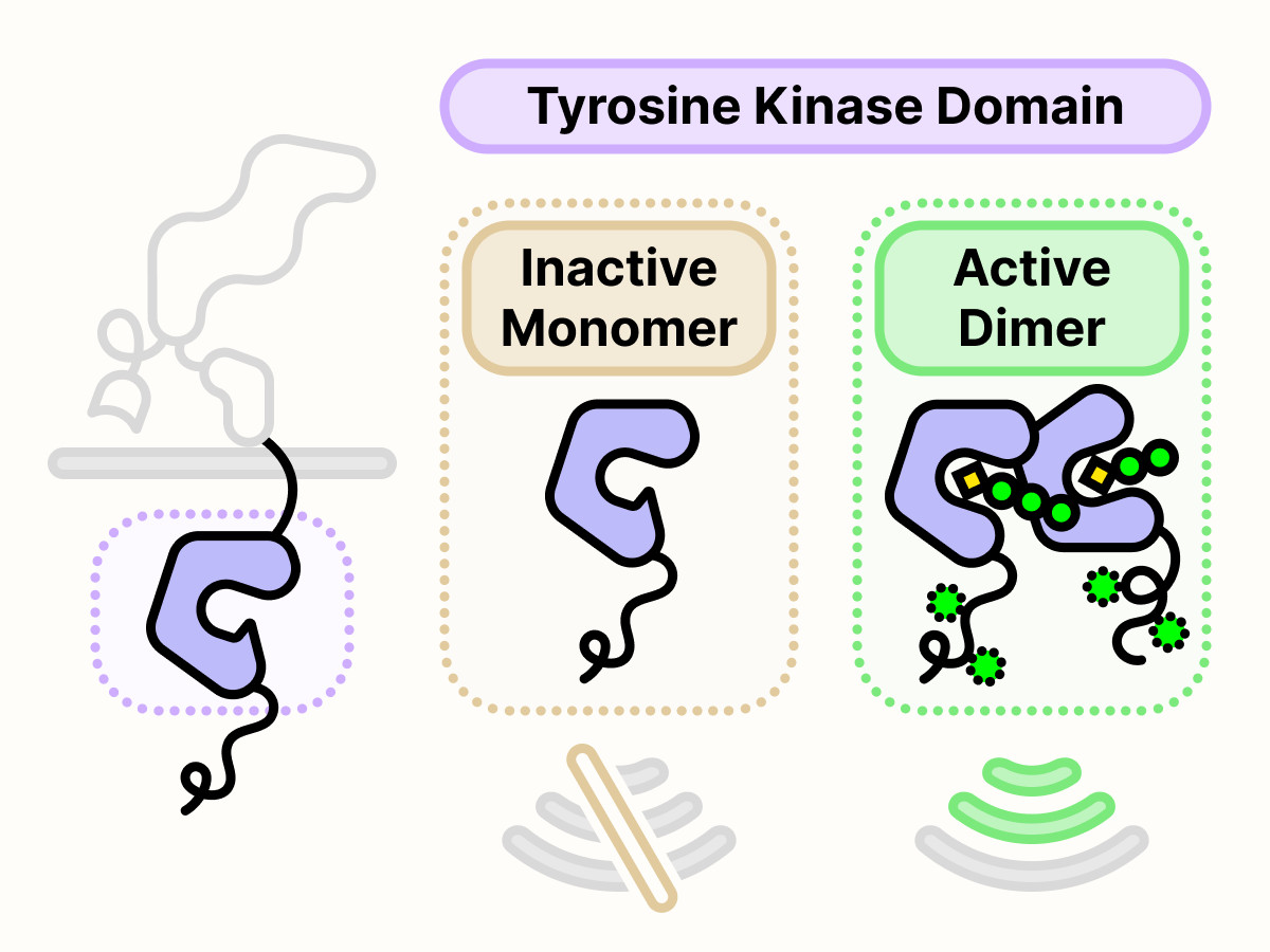 Monomeric ALK tyrosine kinase is inactive. Dimeric ALK tyrosine kinase is active.