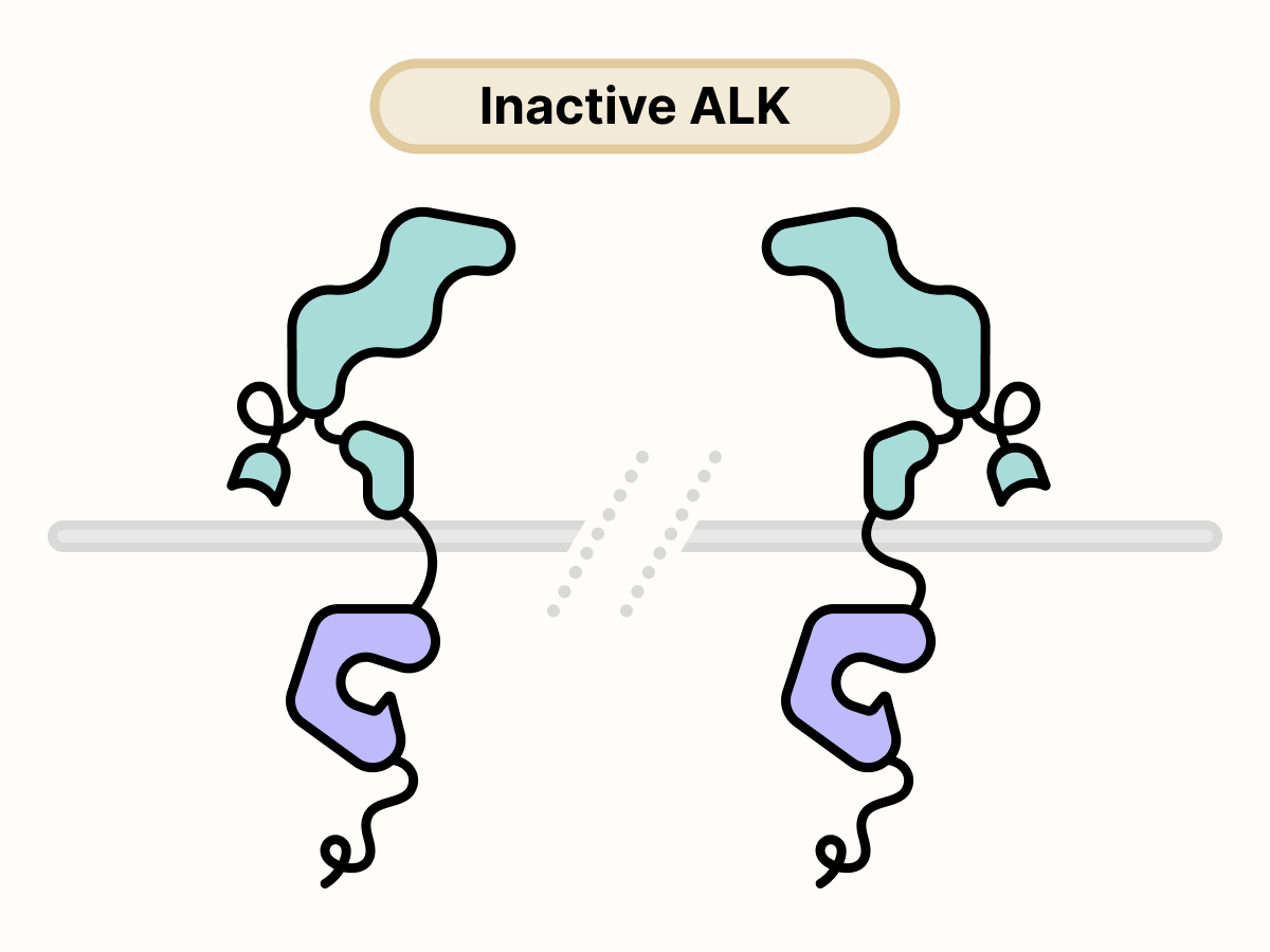 Two ALK proteins are separated on the surface of the cell.