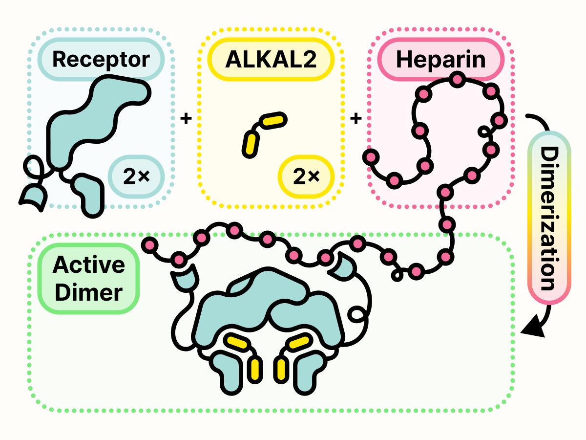 Receptor binding to ALKAL2 and heparin results in ALK dimerization.
