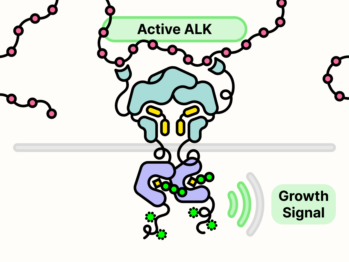 Active ALK transmits growth signal through phosphorylation.