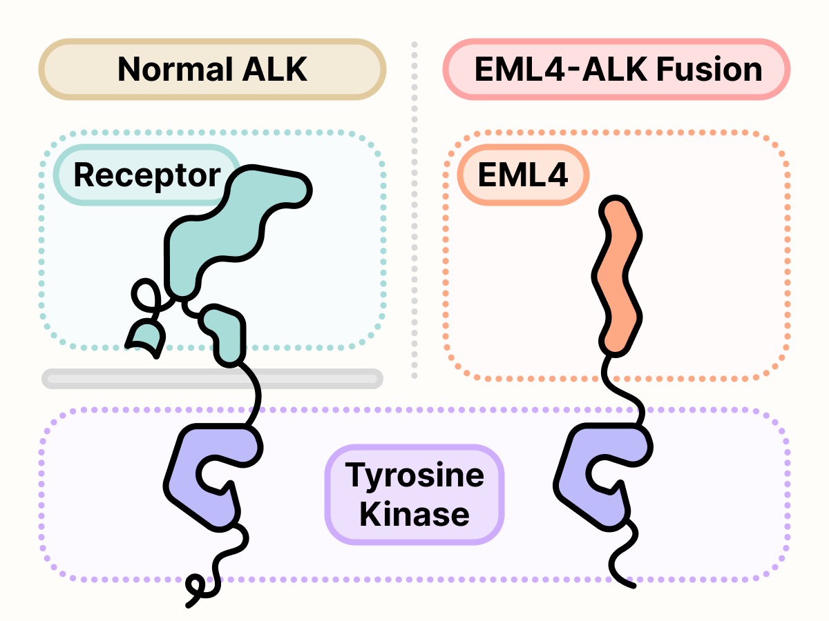 Mutated ALK with its receptor domain replaced with EML4.