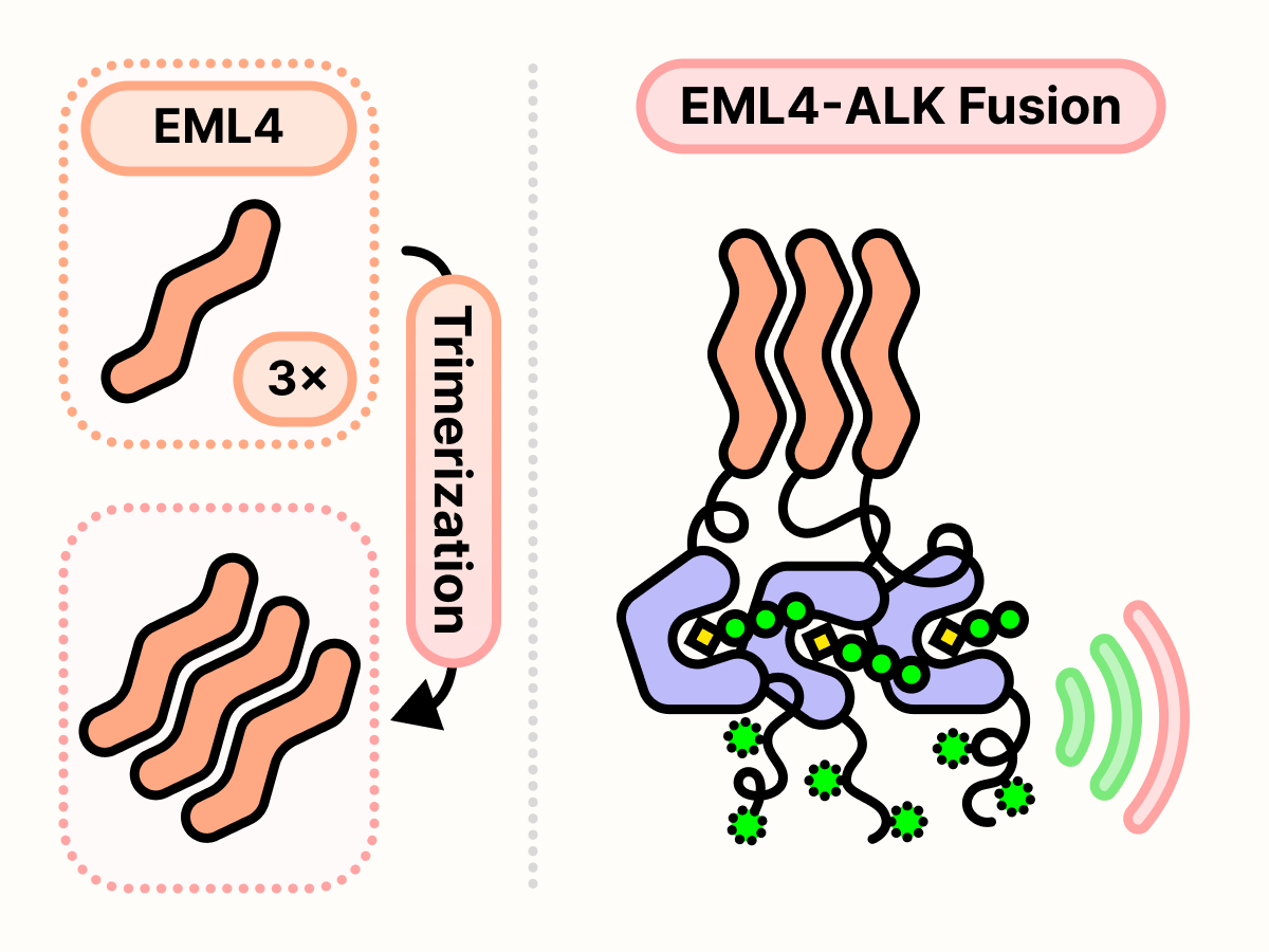 Three EML4-ALK fusion proteins bind together to form an active trimer.