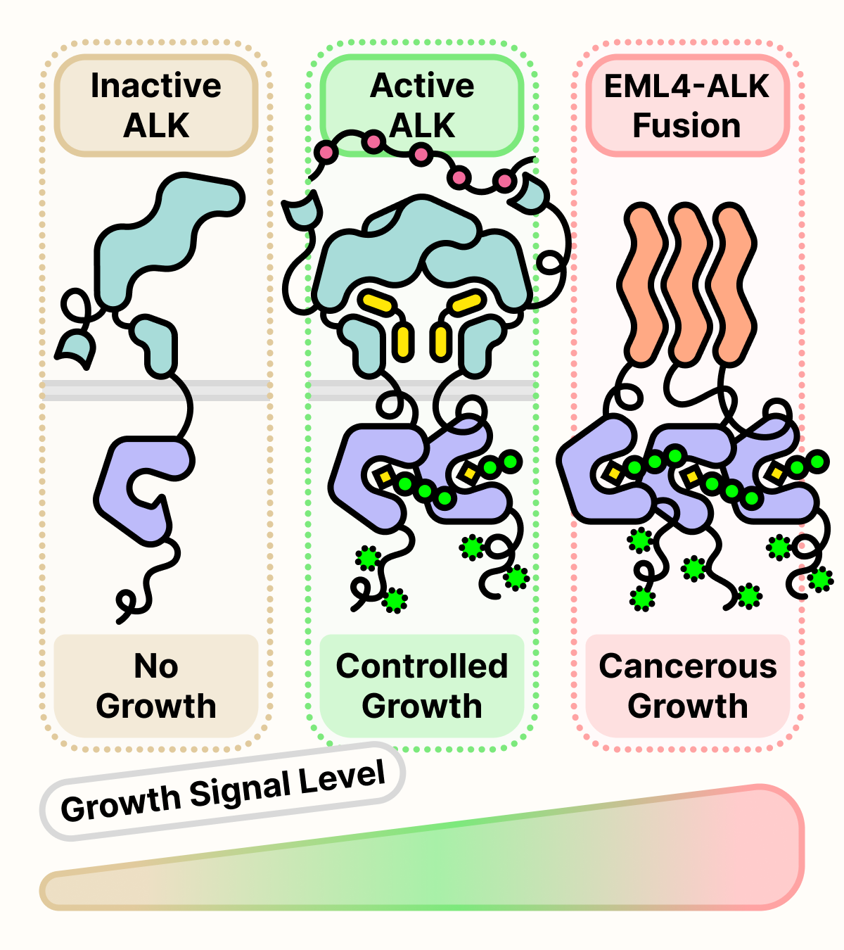 Growth signal level ranges from no signal from inactive ALK, to controlled signal from active ALK dimer, to cancerous signal from EML4-ALK fusion protein.