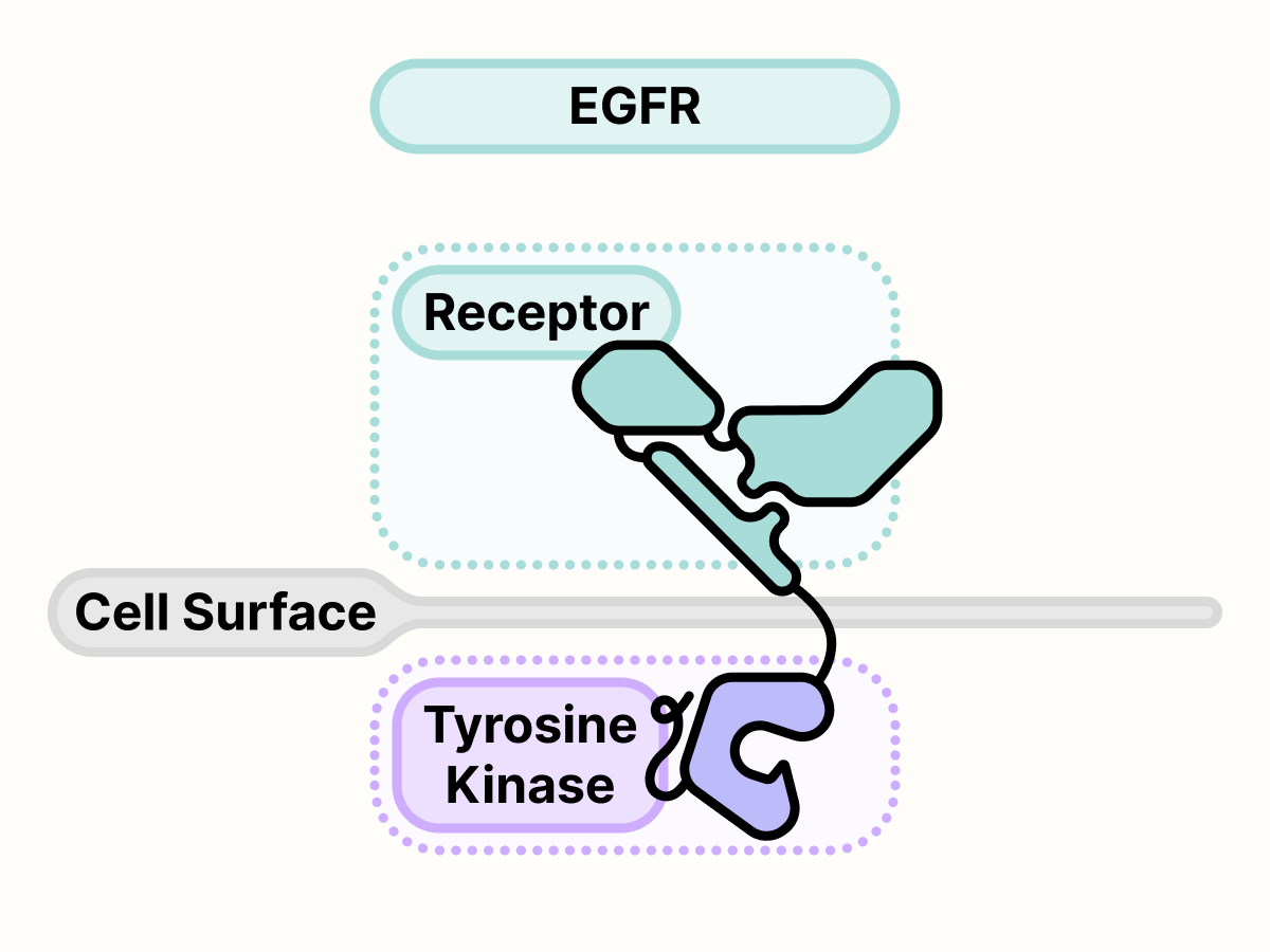 EGFR protein on the surface of the cell.
