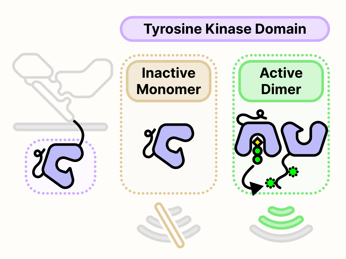 Monomeric EGFR tyrosine kinase is inactive. Dimeric EGFR tyrosine kinase is active.