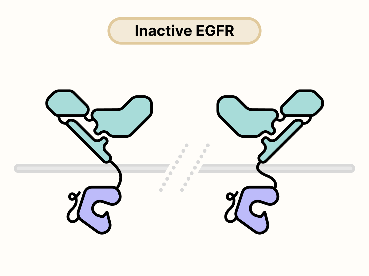 Two EGFR proteins are separated on the surface of the cell.