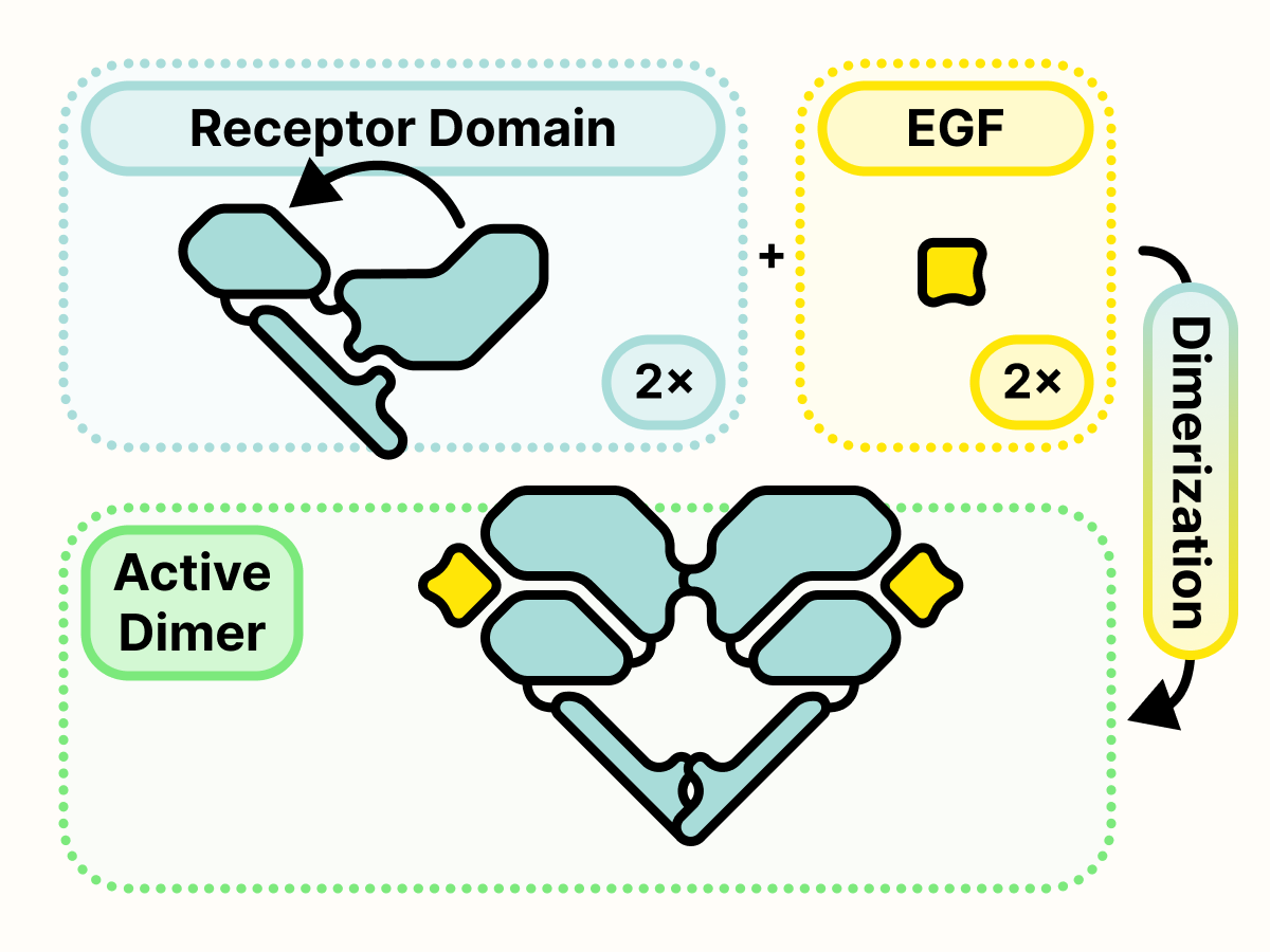 Receptor binding to EGF results in EGFR dimerization.