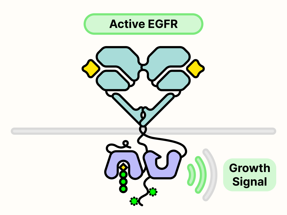 Active EGFR transmits growth signal through phosphorylation.