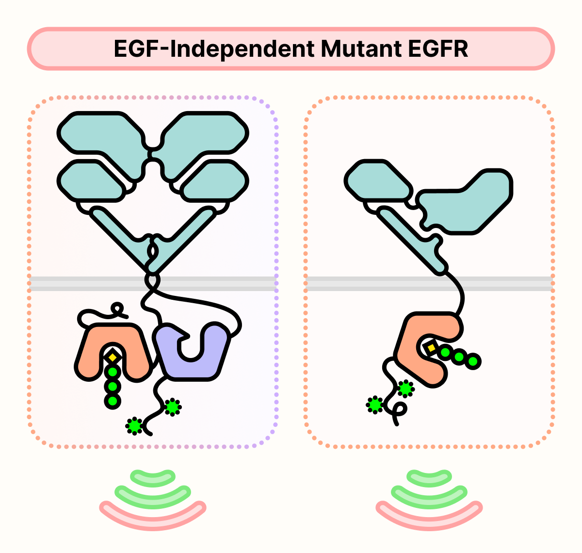 Dimerization-dependent and dimerization-independent EGFR mutants, which are both active in the absence of EGF.