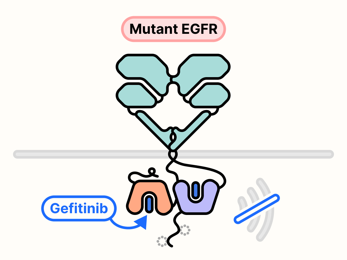 Gefitinib blocks the ATP-binding site of EGFR and stops growth signal transmission.
