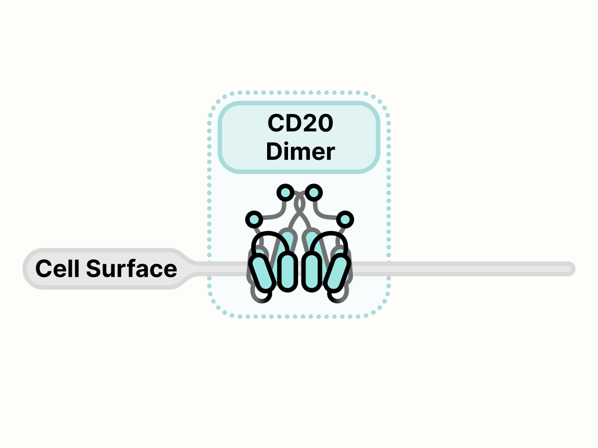 CD20 dimer on the surface of the cell.