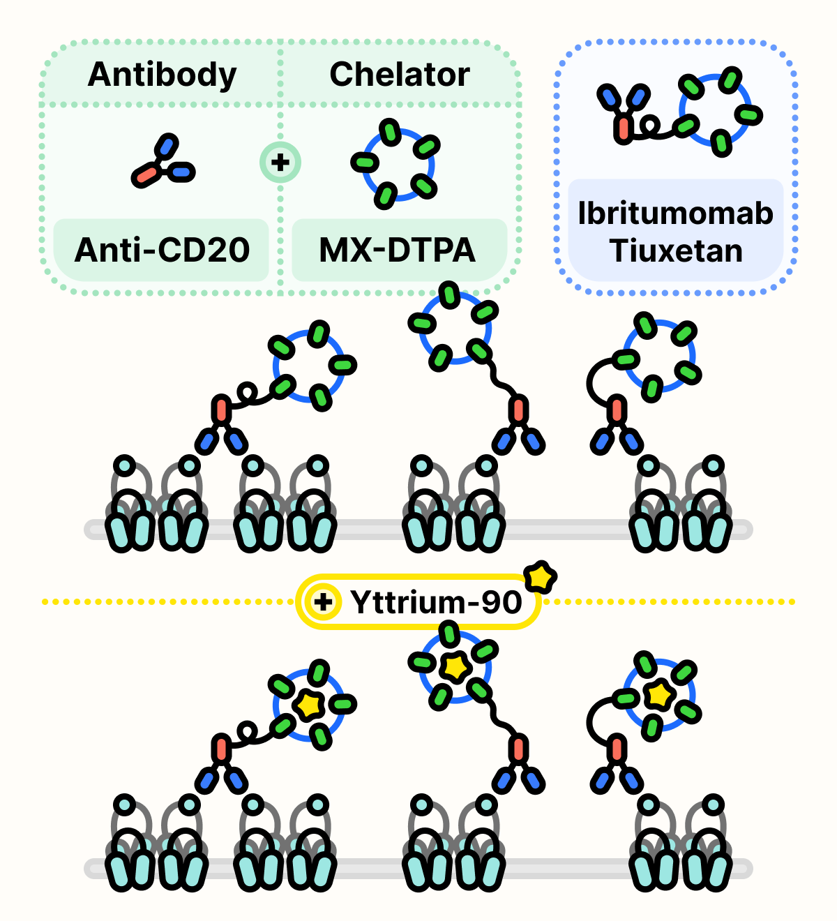 Ibritumomab tiuxetan binds to CD20 on the surface of the cell. The chelator on the drug catches the radioactive isotope Yttrium-90.