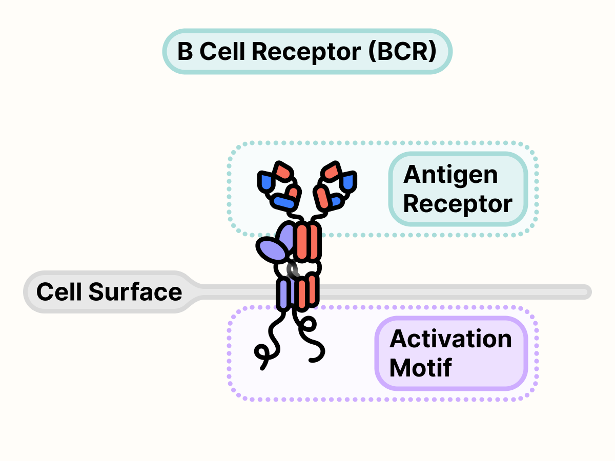 B cell receptor on the surface of the cell.