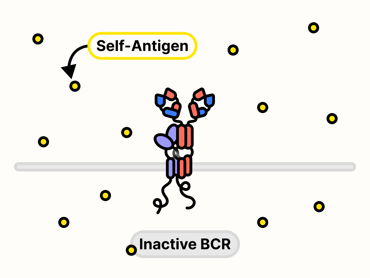 Self-antigens floating around inactive B cell receptor.