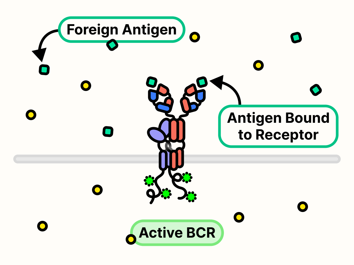 Foreign antigens bound to B cell receptor, which is activated.