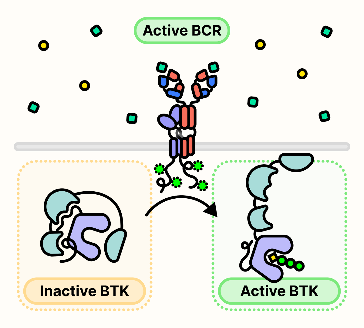 Activated BCR activates BTK.