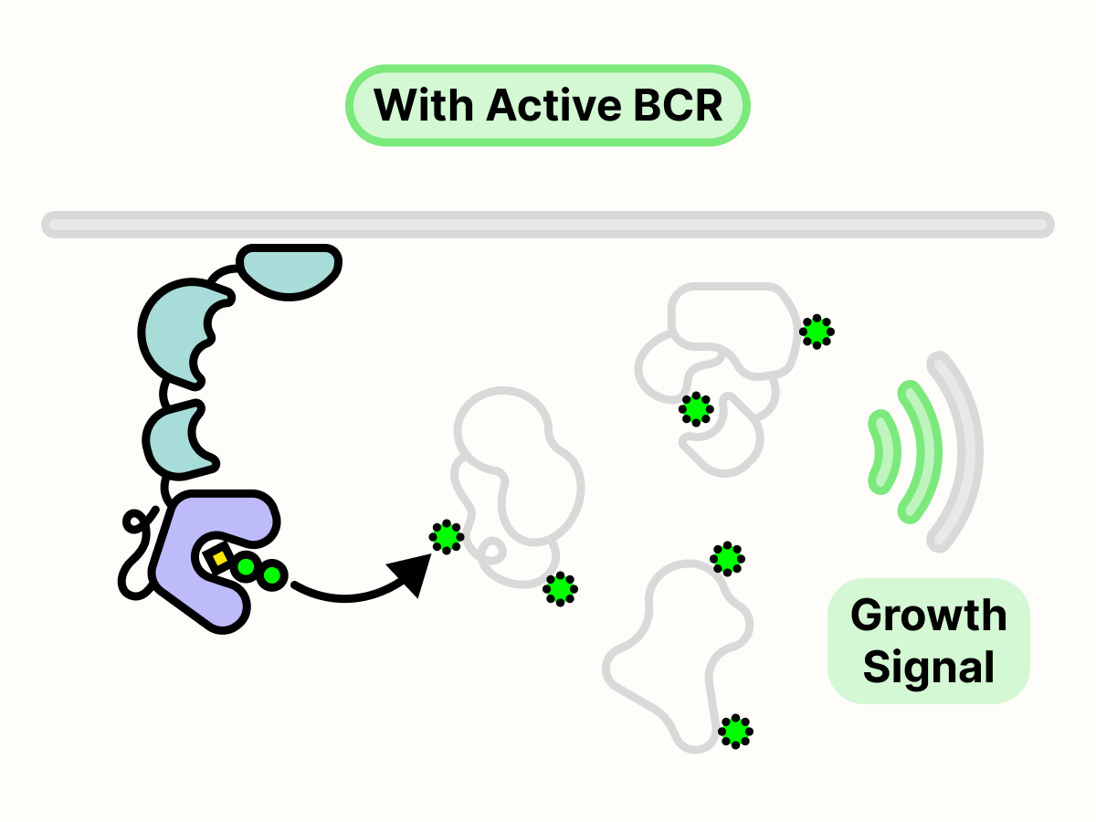 Active BTK phosphorylates other proteins to transmit growth signals.