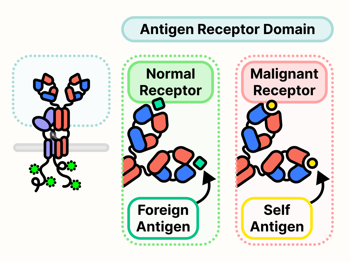 Normal receptors bind foreign antigens. Malignant receptors bind self-antigens.