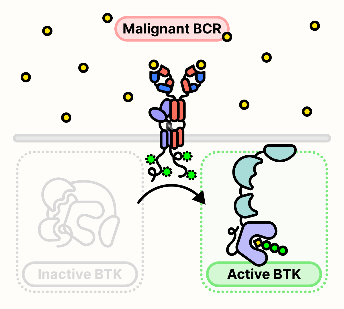 BTK is constitutively active in cancer cells with malignant BCR.