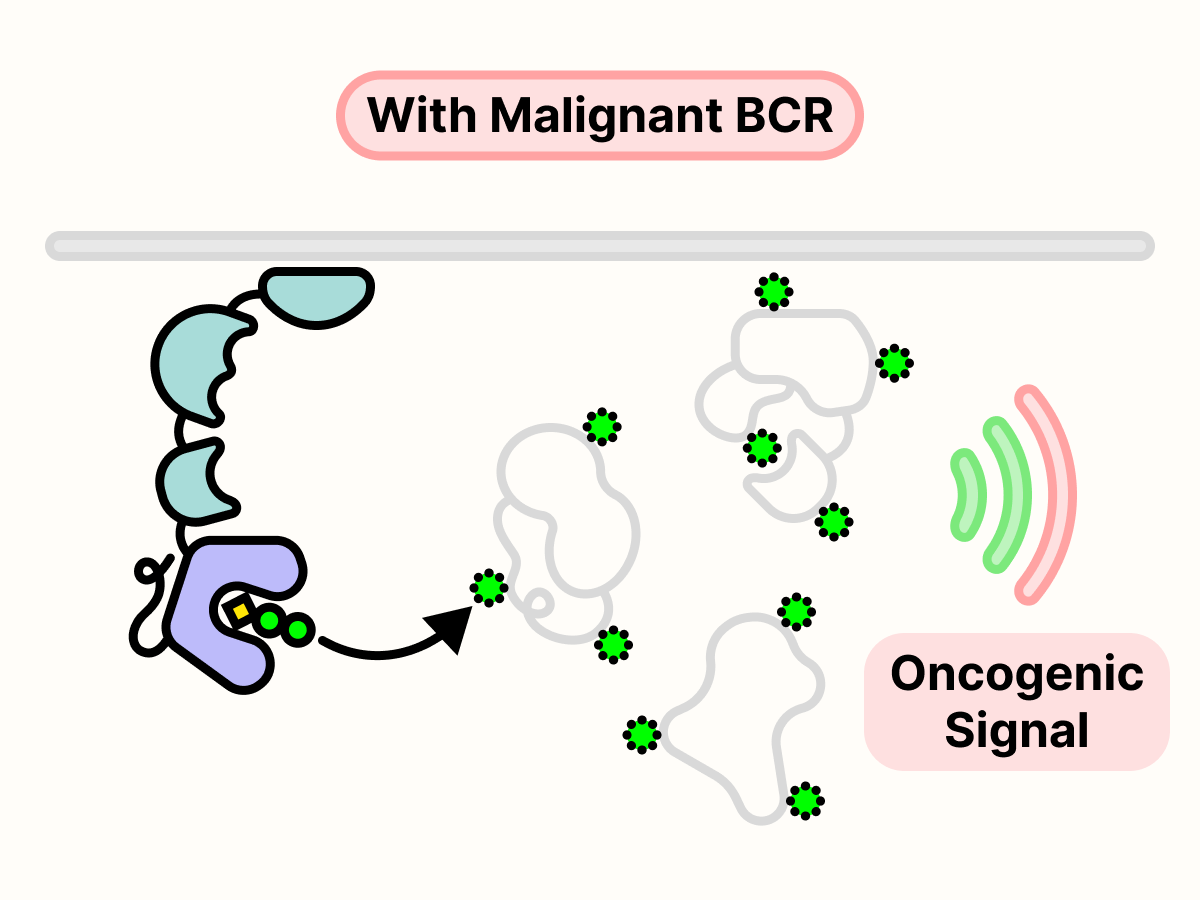 Uncontrolled phosphorylation by BTK leads to transmission of oncogenic growth signal.