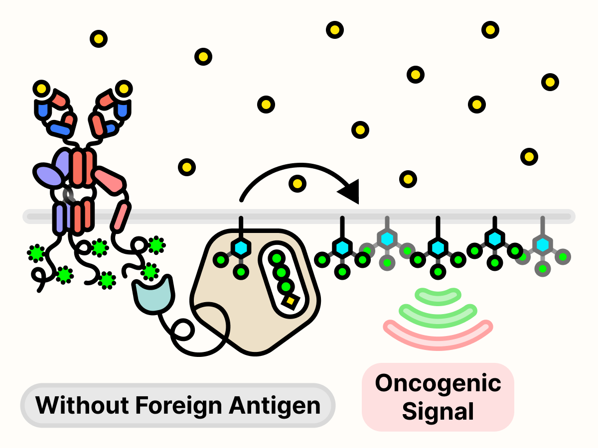 Uncontrolled production of PIP3 leads to transmission of oncogenic growth signal.