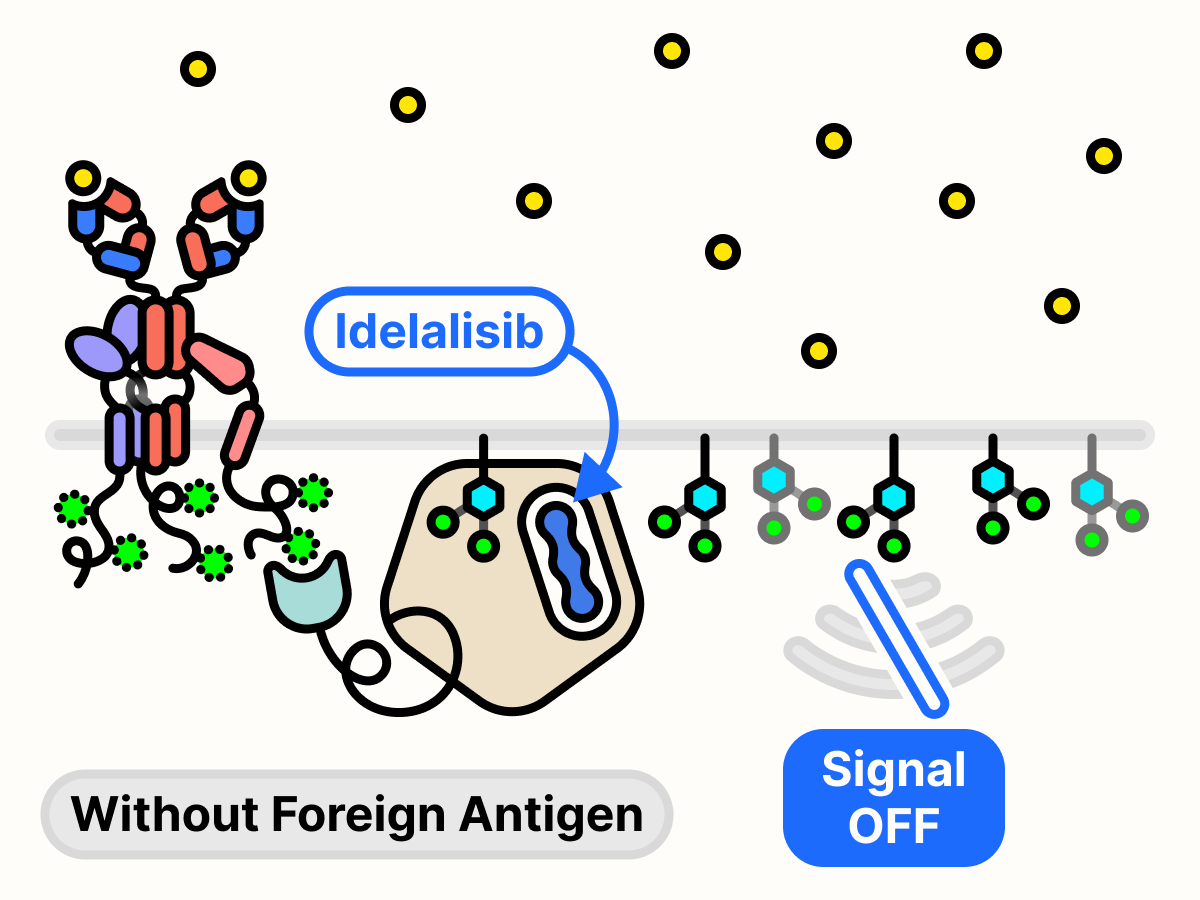Idelalisib blocks PI3Kδ from accessing ATP and growth signal is turned off.