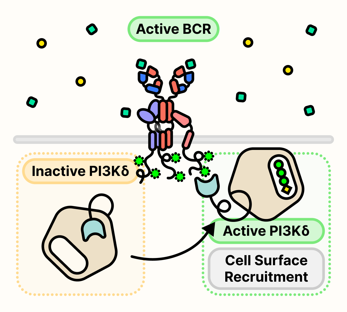 Activated BCR recruits a protein called PI3Kδ to the surface of the cell and activates it.