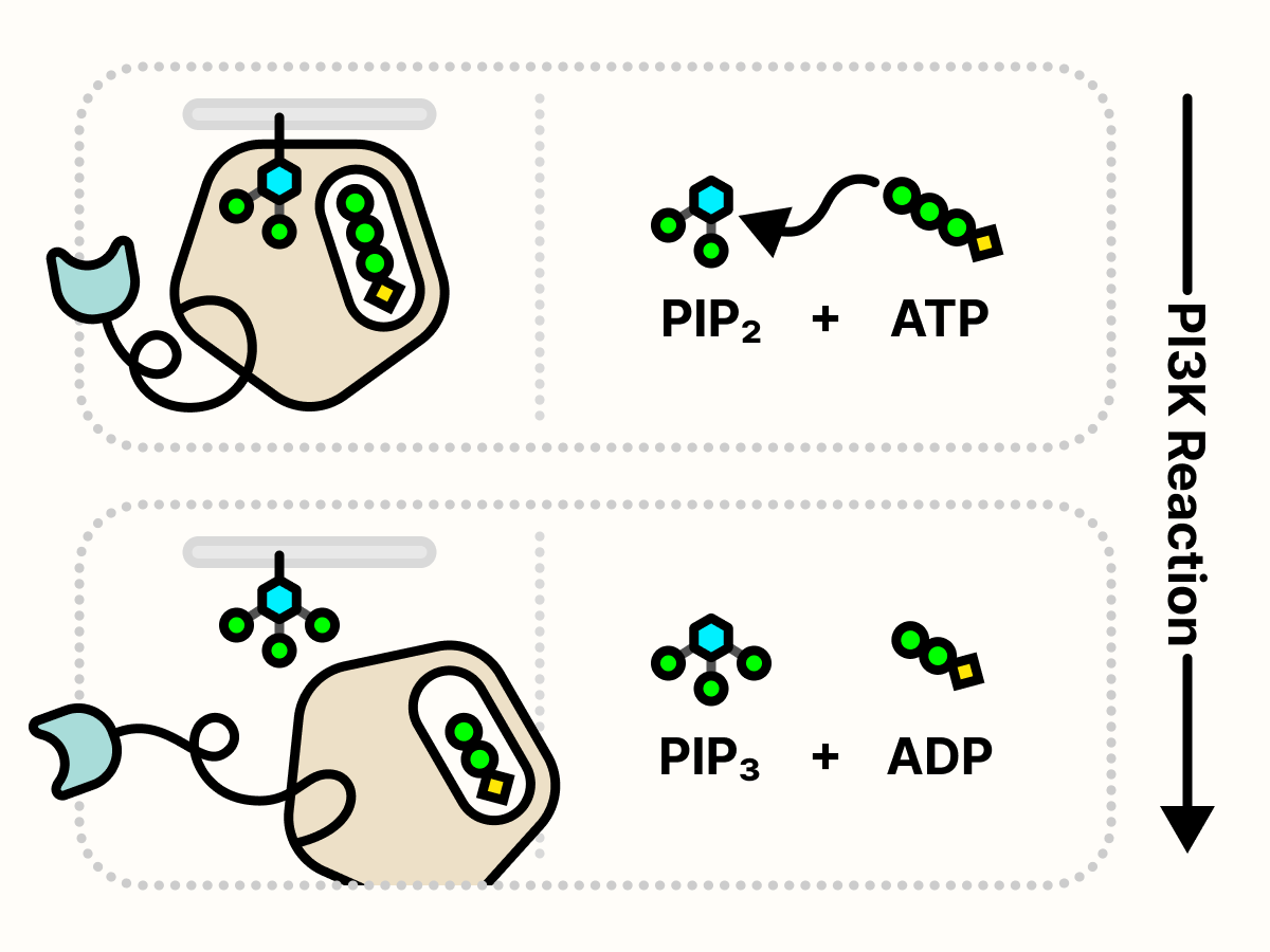 PI3Kδ converts PIP2 to PIP3.