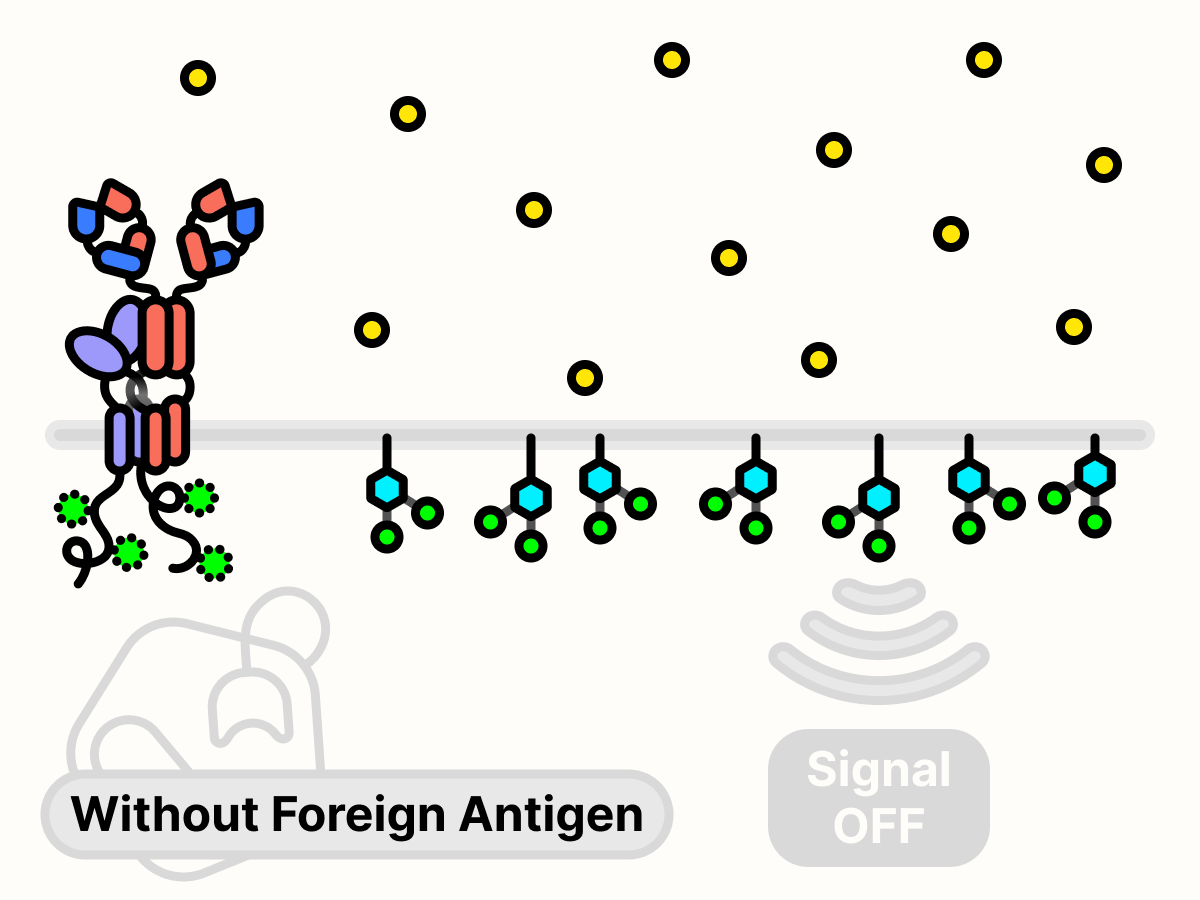 Without foreign antigens, PIP3 is absent on the surface of the cell and growth signal is not transmitted.