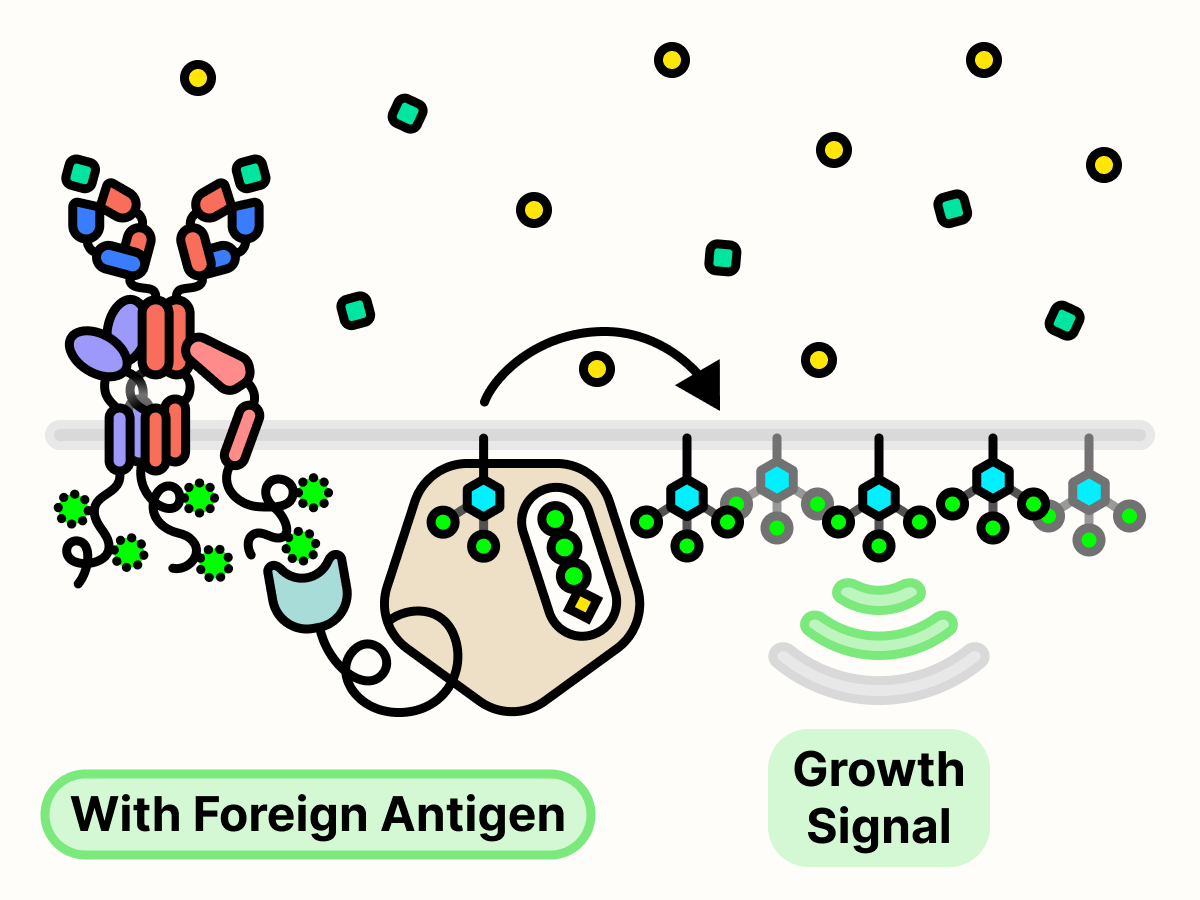 In the presence of foreign antigens, PI3K convers PIP2 to PIP3 and growth signal is transmitted.