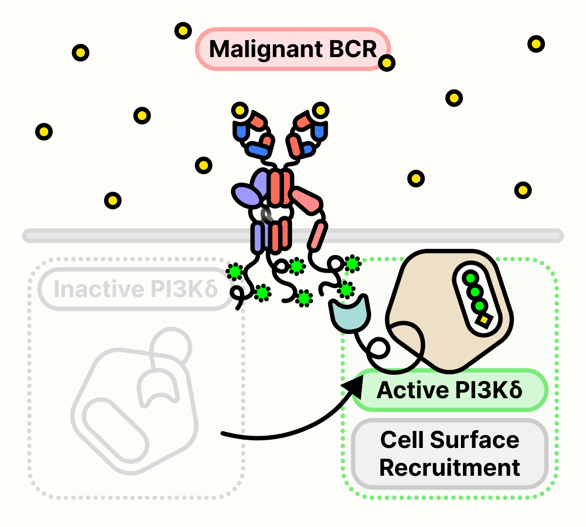 PI3Kδ is constitutively active in cancer cells with malignant BCR.