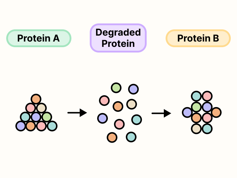 protein degradation and recycling