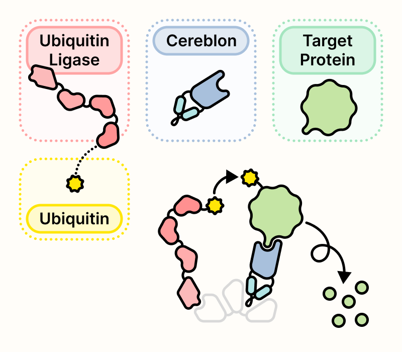 Ubiquitin ligase attaches ubiquitin to a target protein recruited by cereblon