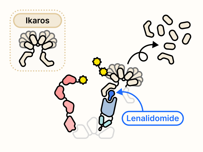 Cereblon, with lenalidomide bound, recruits Ikaros