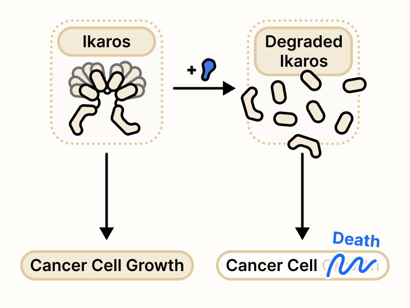 Lenalidomide treatment leads to Ikaros degradation, ultimately resulting in cancer cell death