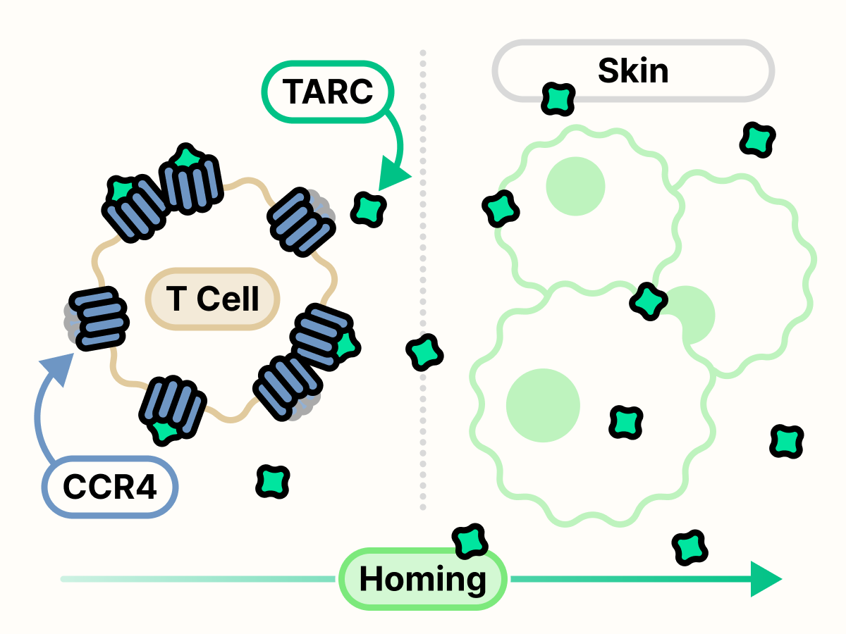 TARC binds to CCR4 and promotes T cell homing towards the skin.