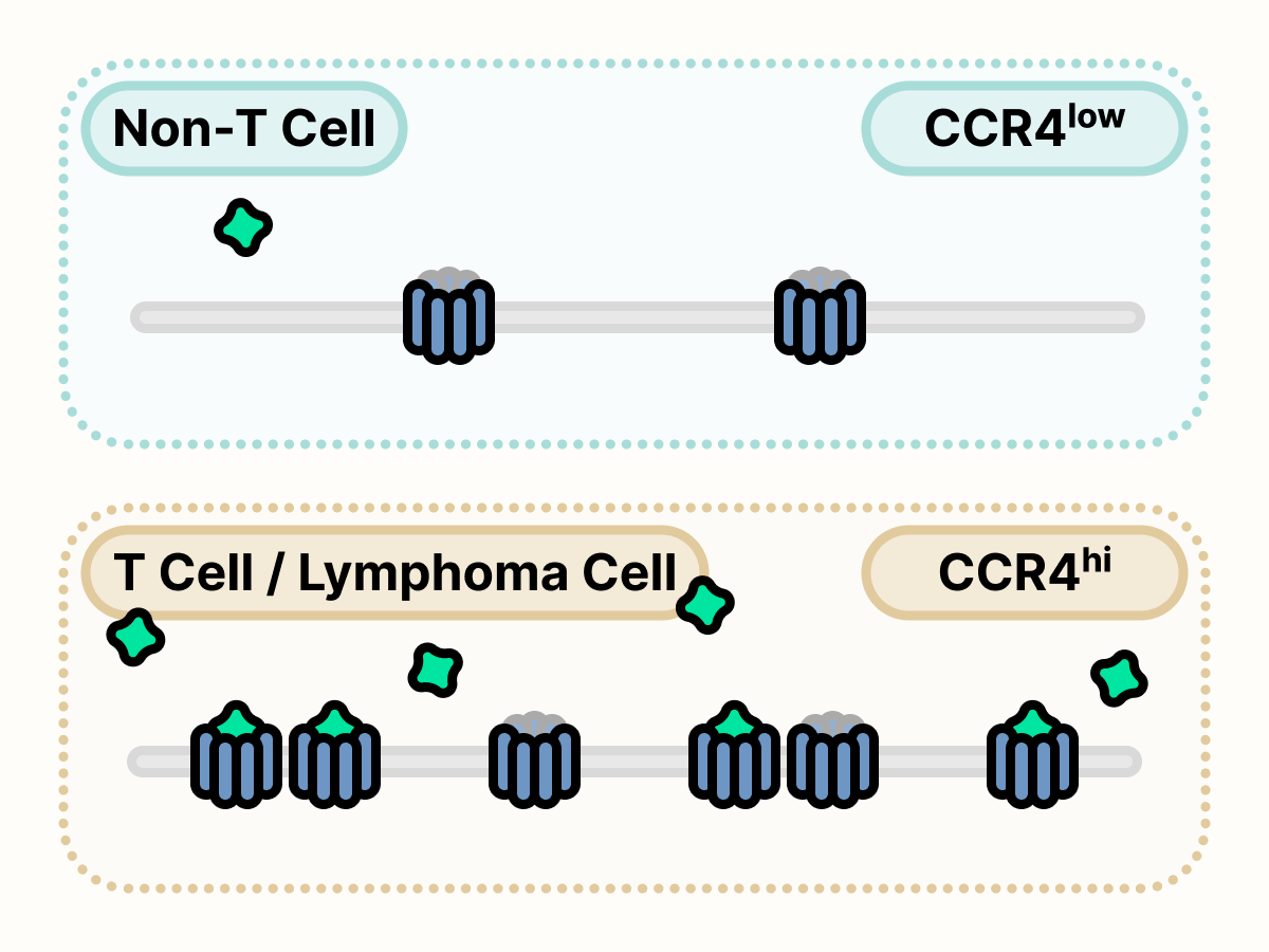 Non-T cell surface with a few CCR4, followed by T cell and lymphoma cell surface with numerous CCR4.