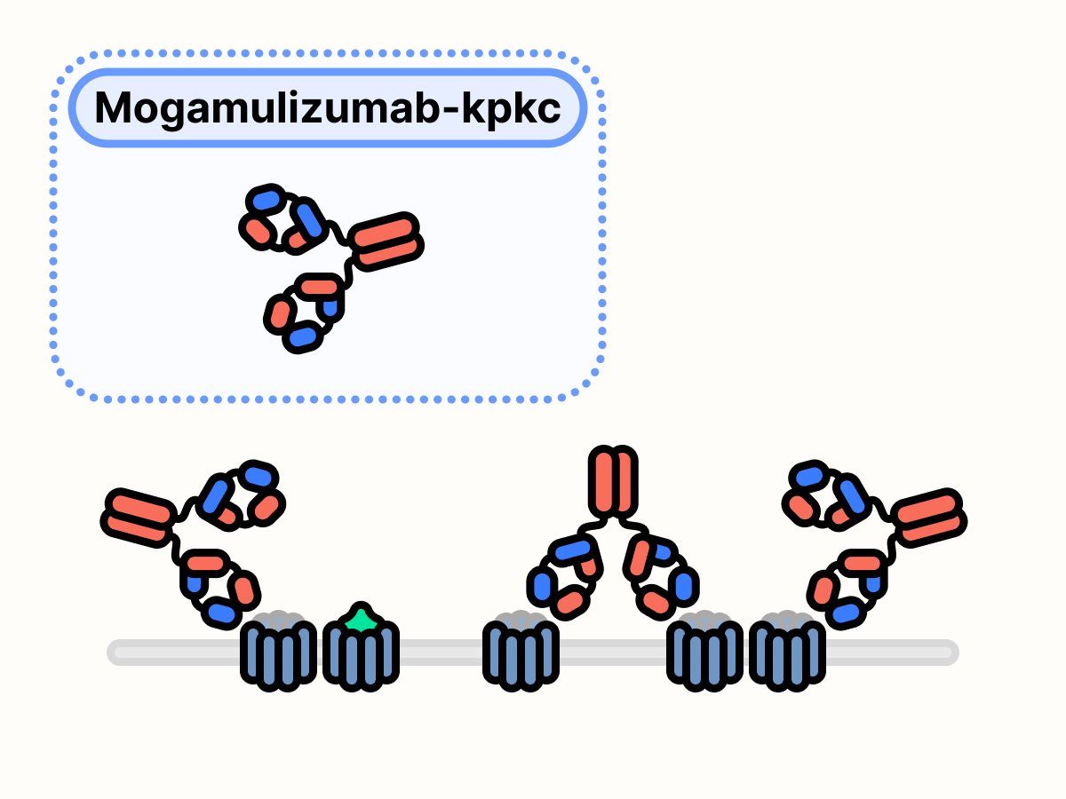 Mogamulizumab-kpkc bound to CD20.