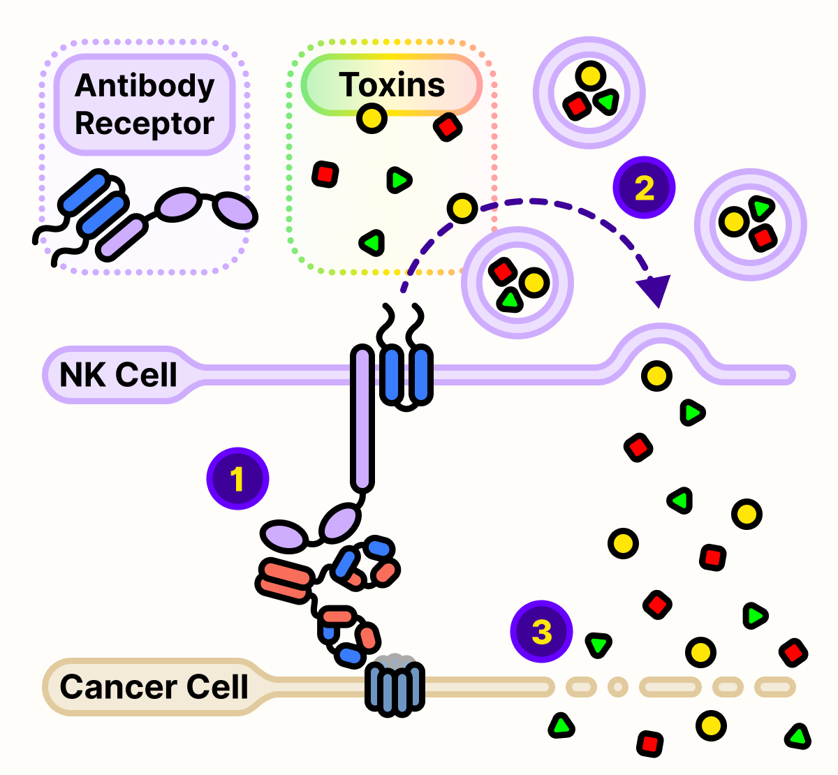 Antibody receptor on natural killer cells recognize mogamulizumab-kpkc and releases toxins to kills cancer cells.