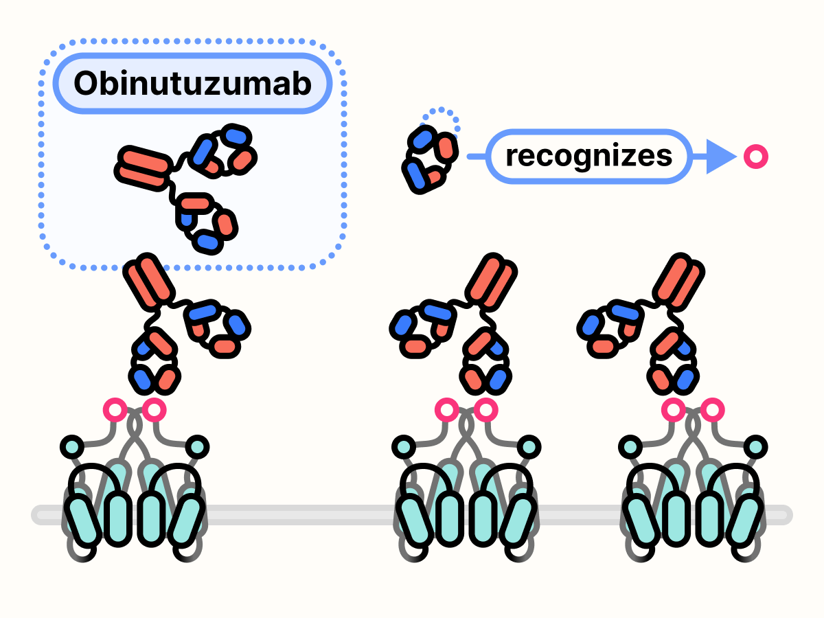 Obinutuzumab bound to CD20.